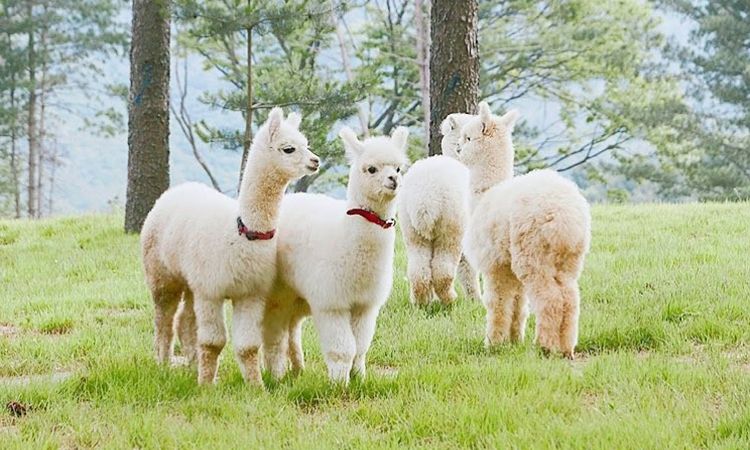 ชมความน่ารักของน้องอัลปาก้าแบบใกล้ชิด ที่ Alpaca World ประเทศเกาหลี