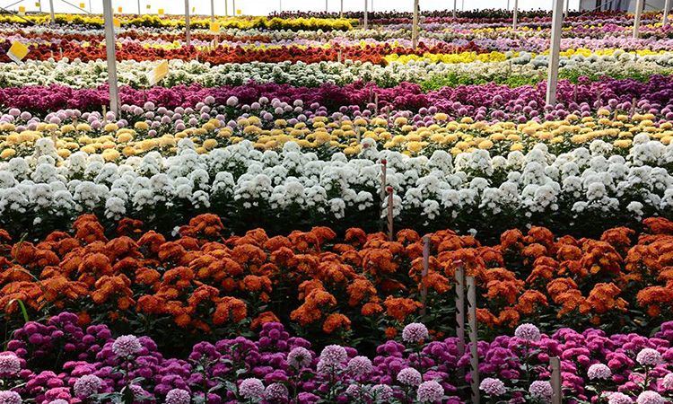 เปิดแล้ว! เทศกาลดอกไม้สุดยิ่งใหญ่ "กาลครั้งหนึ่ง...ดอกไม้" ณ ดาษดา เขาใหญ่ ปราจีนบุรี