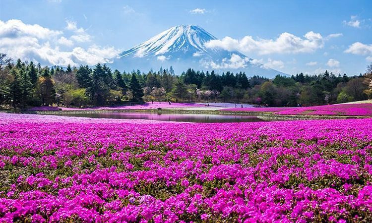 เที่ยวญี่ปุ่น ชม "ดอกชิบะซากุระ" สีชมพูสุดหวาน ที่ Hitsujiyama Park