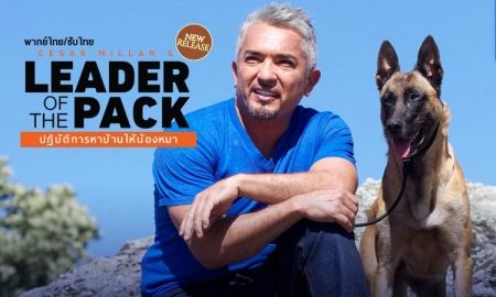 Cesar Millan's Leader of the Pack ปฏิบัติการหาบ้านให้น้องหมา