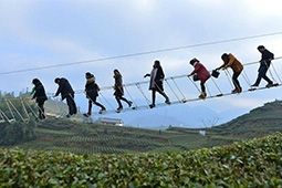 ไปดูสะพานชมไร่ชาในประเทศจีนสุดโหด เดินบนสายสลิงและแผ่นไม้ ใจไม่ถึงขึ้นไปไม่ได้นะเนี่ย