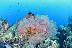 จุดดำน้ำดูปะการัง สวรรค์ใต้ทะเลไทย ดังไกลทั่วโลก