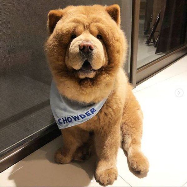 หมาหรือหมี? Chowder เจ้าสุนัขตัวอ้วน ขนสีน้ำตาล กำลังทำให้หลายคนสับสน