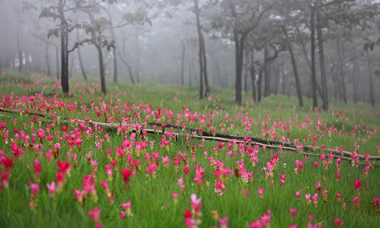 ไป "หยิบหมอก หยอกดอกกระเจียว" ที่อุทยานแห่งชาติป่าหินงาม จ.ชัยภูมิ