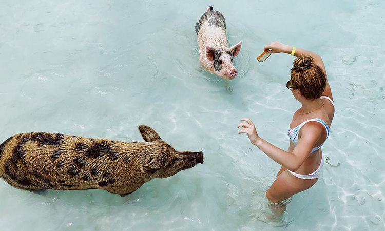 ว่ายน้ำกับหมู ที่ Pig Beach ประเทศบาฮามาส