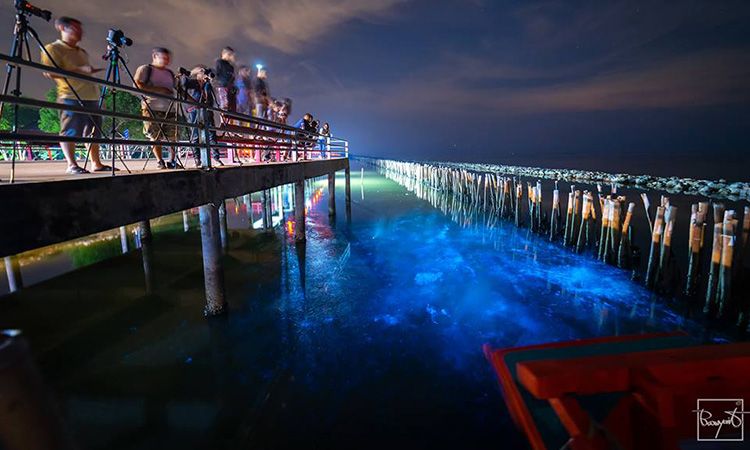 "แพลงก์ตอนเรืองแสง" ปรากฏการณ์ทางธรรมชาติสุดอัศจรรย์ ที่สะพานแดง จ.สมุทรสาคร
