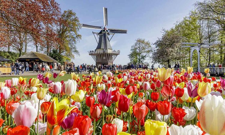 เตรียมตัวเที่ยว เทศกาลดอกทิวลิป เนเธอร์แลนด์ 2019 ณ สวนเคอเคนฮอฟ หนึ่งปีมีครั้ง!
