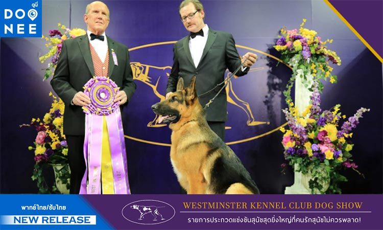 ห้ามพลาด! Westminster Kennel Club Dog Show รายการประกวดสุขัขสุดยิ่งใหญ่