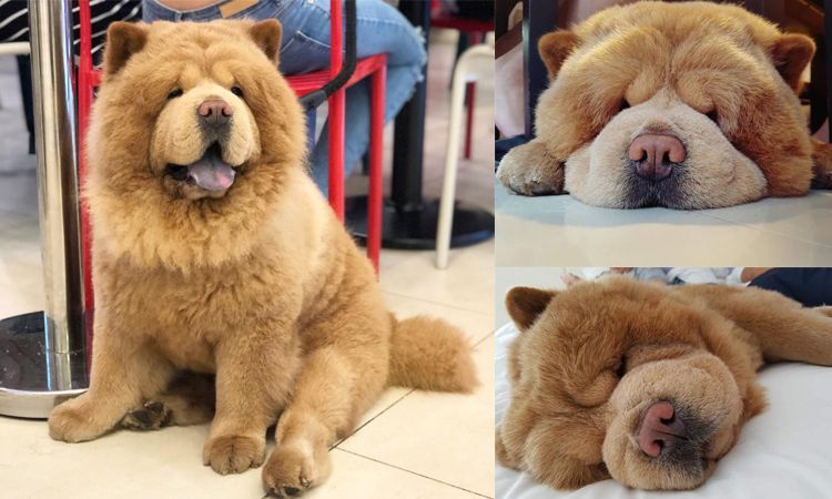 หมาหรือหมี? Chowder เจ้าสุนัขตัวอ้วน ขนสีน้ำตาล กำลังทำให้หลายคนสับสน