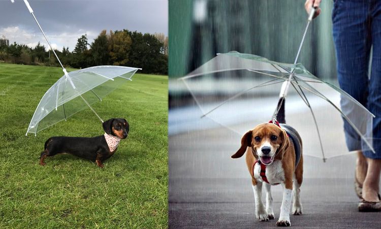 หมดกังวล! Dog Umbrella ร่มสำหรับสุนัข พร้อมลุยในวันฝนพรำ