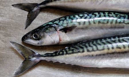 กินปลาผิด ชีวิตเปลี่ยน... ปลา 9 ชนิดที่ไม่ควรกิน