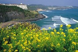 เที่ยวมรดกโลกแห่งเกาหลีใต้ เกาะเชจู สัมผัสธรรมชาติอันงดงาม