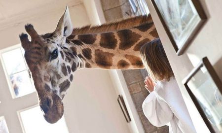 ไปพักผ่อนกับเพื่อนคอยาว ที่ Giraffe Manor โรงแรมสไตล์สวนสัตว์เปิด