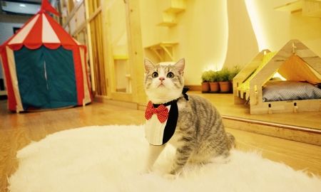 เมี๊ยวววววว! พาน้องไปนอนที่ Kofuku Cat Hotel โรงแรมแมวสไตล์ญี่ปุ่น