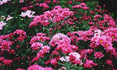 พาแม่เที่ยว สระบุรี ชมดอกไม้ ที่ "สวนบิ๊กเต้"