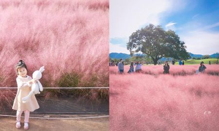 Pink Muhly‪ Grass ทุ่งหญ้าสีชมพูฟรุ้งฟริ้ง หวานถูกใจสายธรรมชาติ