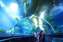 Underwater World Pattaya ดำดิ่งสู่โลกใต้น้ำ ชมความงามแบบ 180 องศา