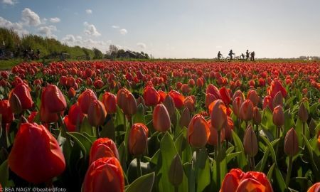 ดอกทิวลิปบานสะพรั่ง ต้อนรับฤดูใบไม้ผลิ ที่เนเธอร์แลนด์